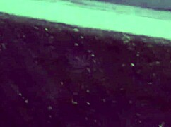 mature woman gives amateur deep sloppy blowjob