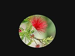 hyderabad cam girl sirisha fingers her wet pussy in steamy solo show