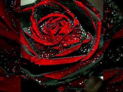 Hey, cornudo, mira cómo cojo con tu amigo mientras gimes.