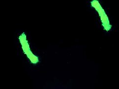 Ever watched natalia starr finger her big tits bikini pussy till she squirts outside?