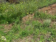 damn this american tourist gapes her pussy with a used dildo