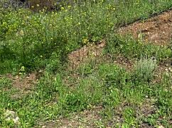 damn this american tourist gapes her pussy with a used dildo