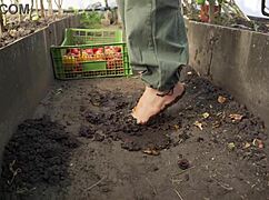 Barefoot Tomato Squashing in Dirt ASMR