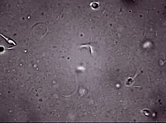 scientist stepmom coco vandi needs my sperm so bad part 1
